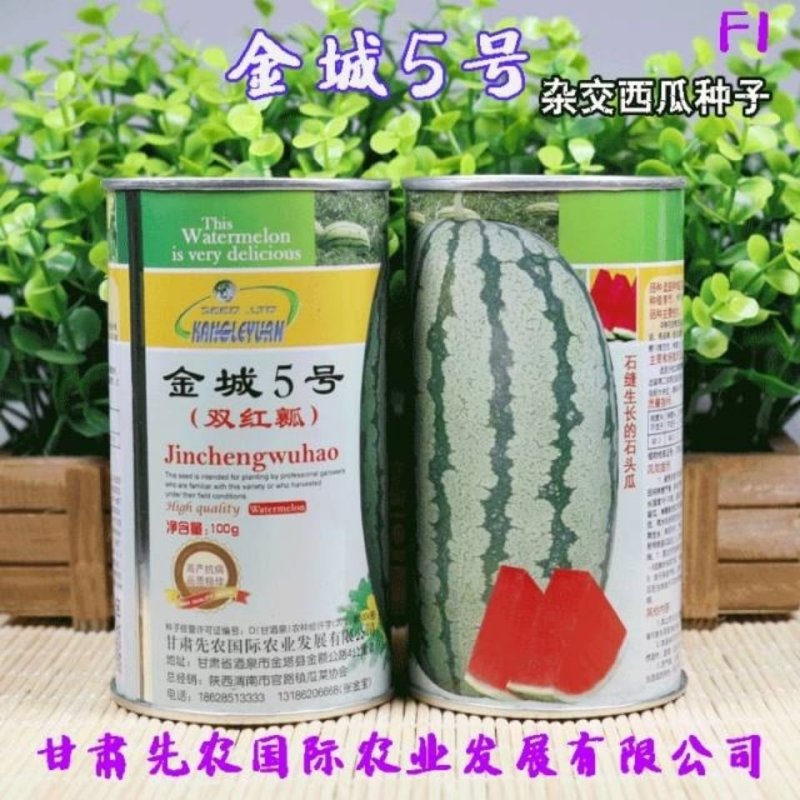双红瓤金城五号西瓜种子中熟乳黄花皮大椭圆形皮韧高糖抗压耐