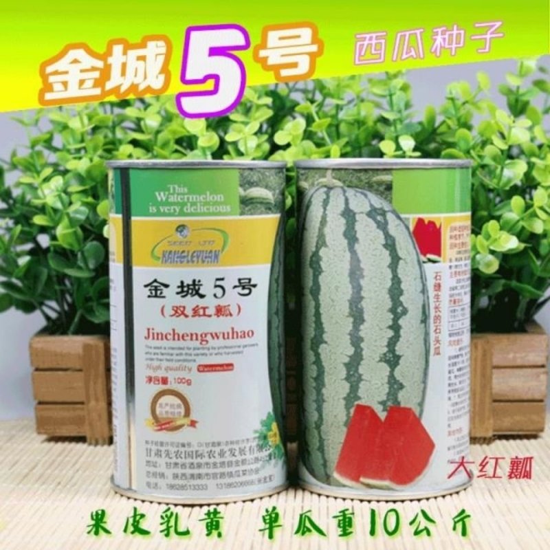 双红瓤金城五号西瓜种子中熟乳黄花皮大椭圆形皮韧高糖抗压耐
