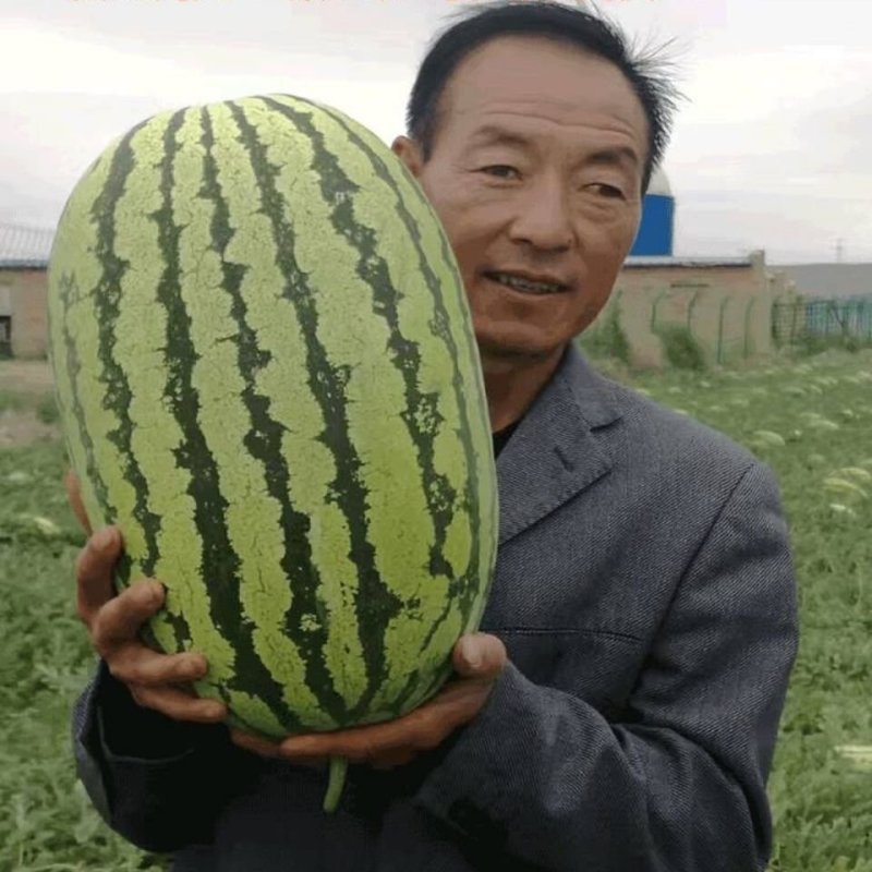 双红瓤金城五号西瓜种子中熟乳黄花皮大椭圆形皮韧高糖抗压耐