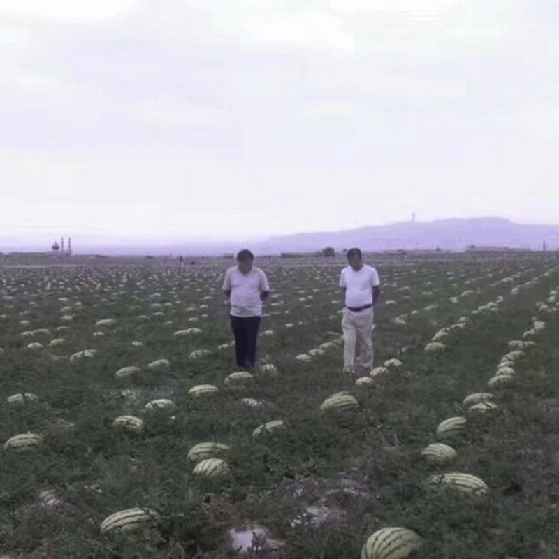 双红瓤金城五号西瓜种子中熟乳黄花皮大椭圆形皮韧高糖抗压耐