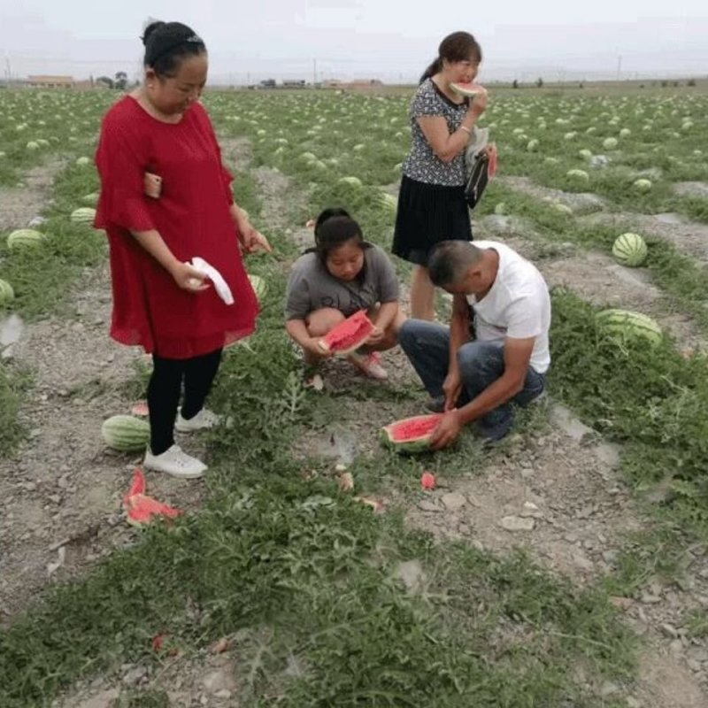 双红瓤金城五号西瓜种子中熟乳黄花皮大椭圆形皮韧高糖抗压耐