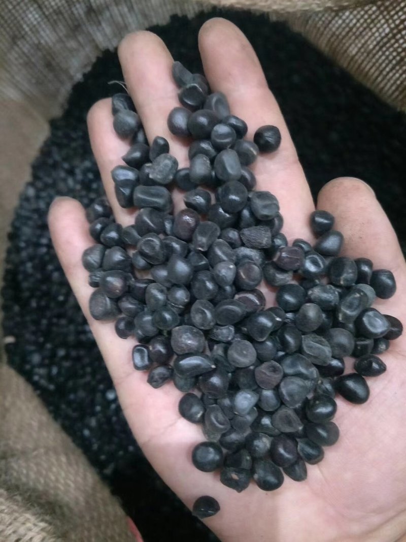 油用牡丹籽、亚麻酸含量高、出油率更高