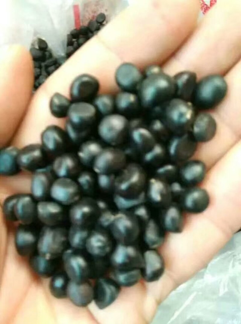 油用牡丹籽、亚麻酸含量高、出油率更高