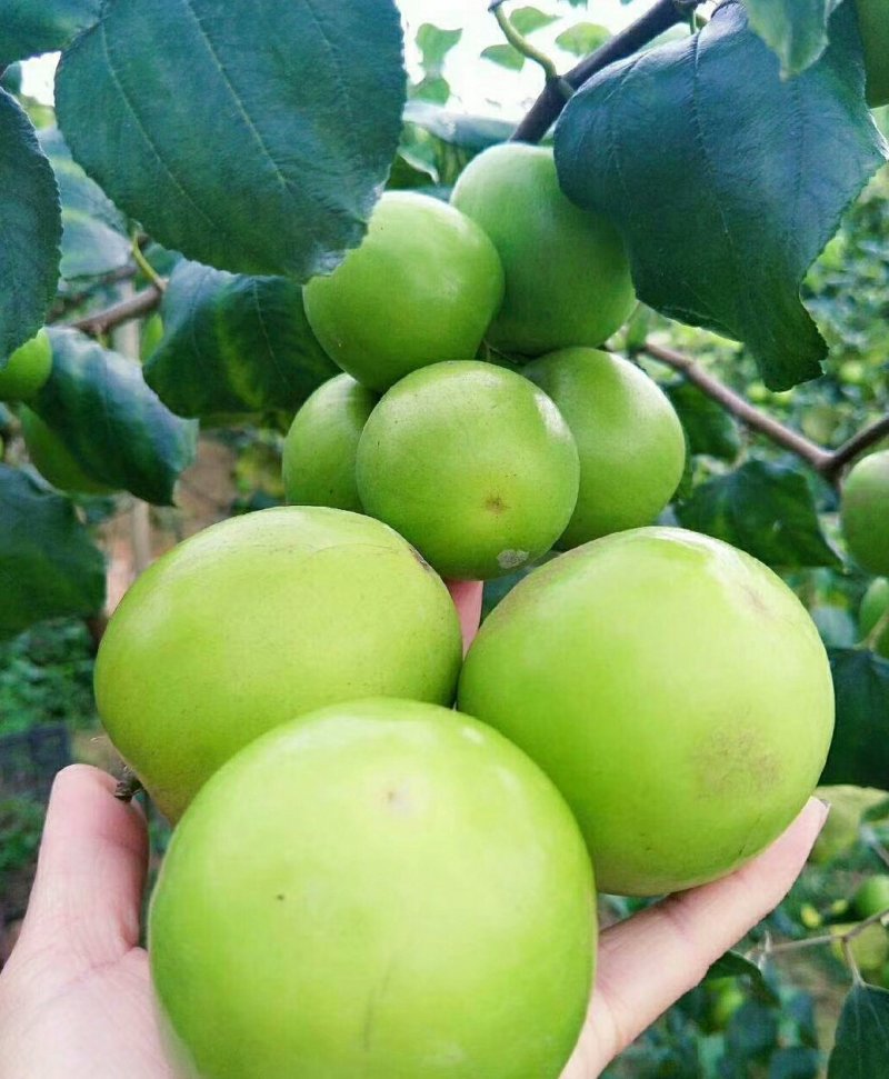 大青枣苗台湾大青枣苗南北方种植