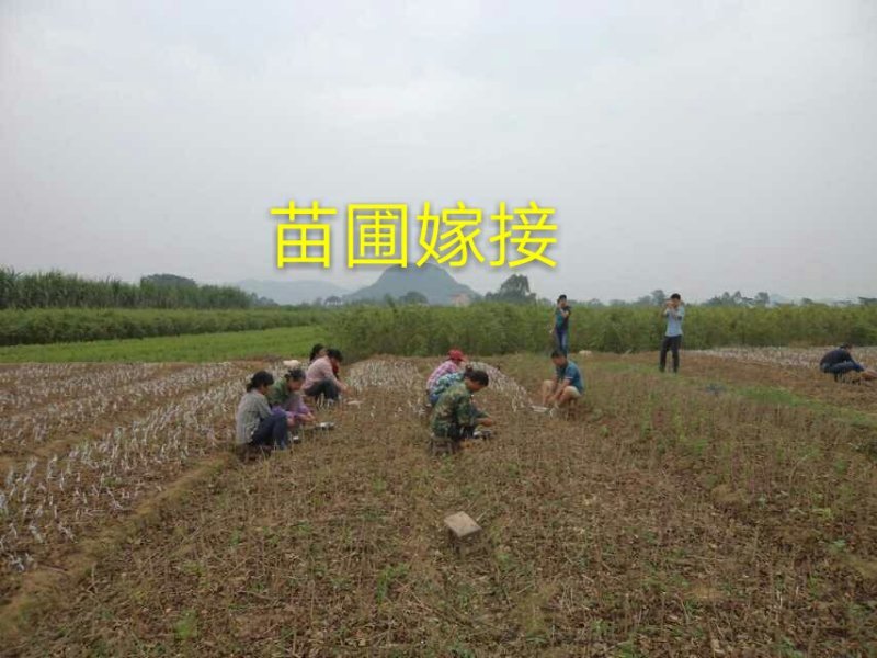 大青枣苗台湾大青枣苗南北方种植