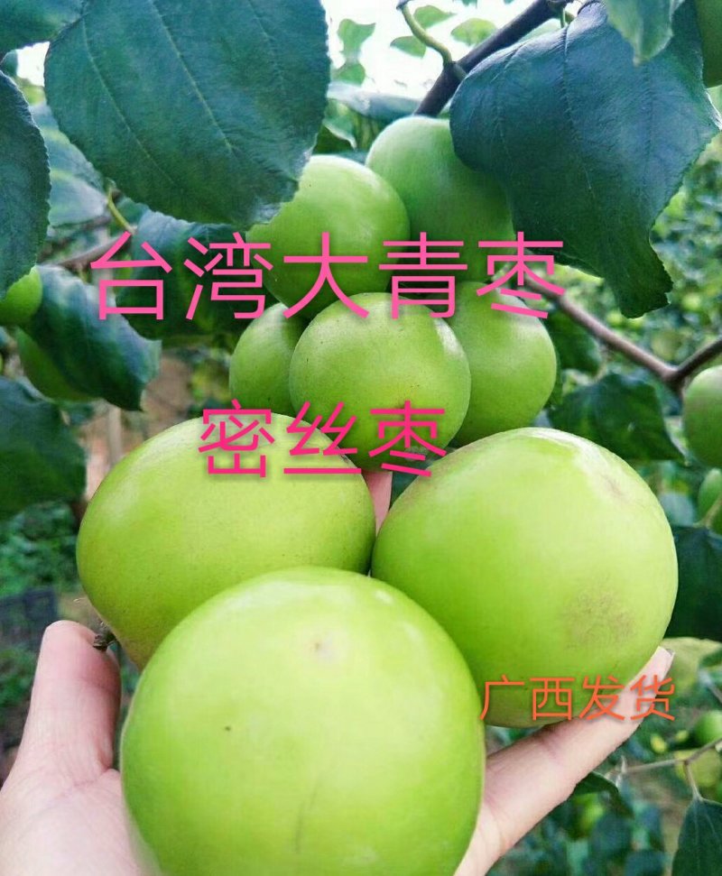大青枣苗台湾大青枣苗南北方种植