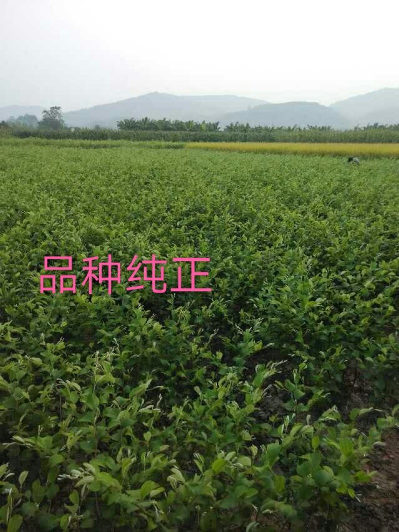 大青枣苗台湾大青枣苗南北方种植