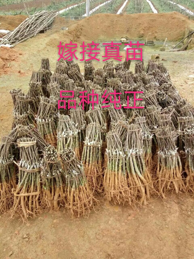 大青枣苗台湾大青枣苗南北方种植