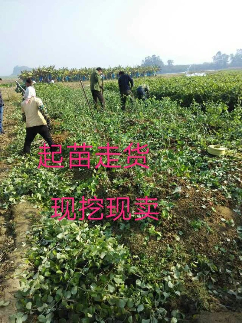 大青枣苗台湾大青枣苗南北方种植