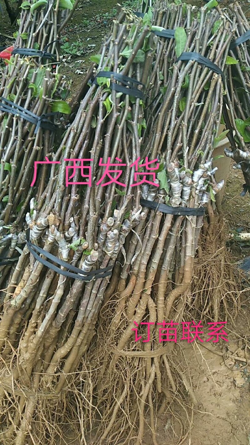 大青枣苗台湾大青枣苗南北方种植
