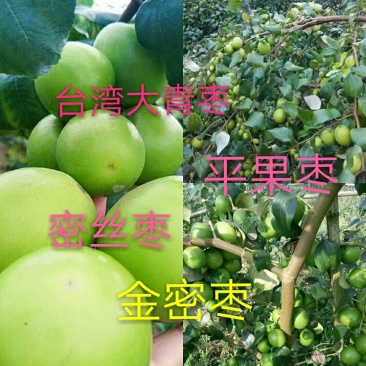 大青枣苗台湾大青枣苗南北方种植