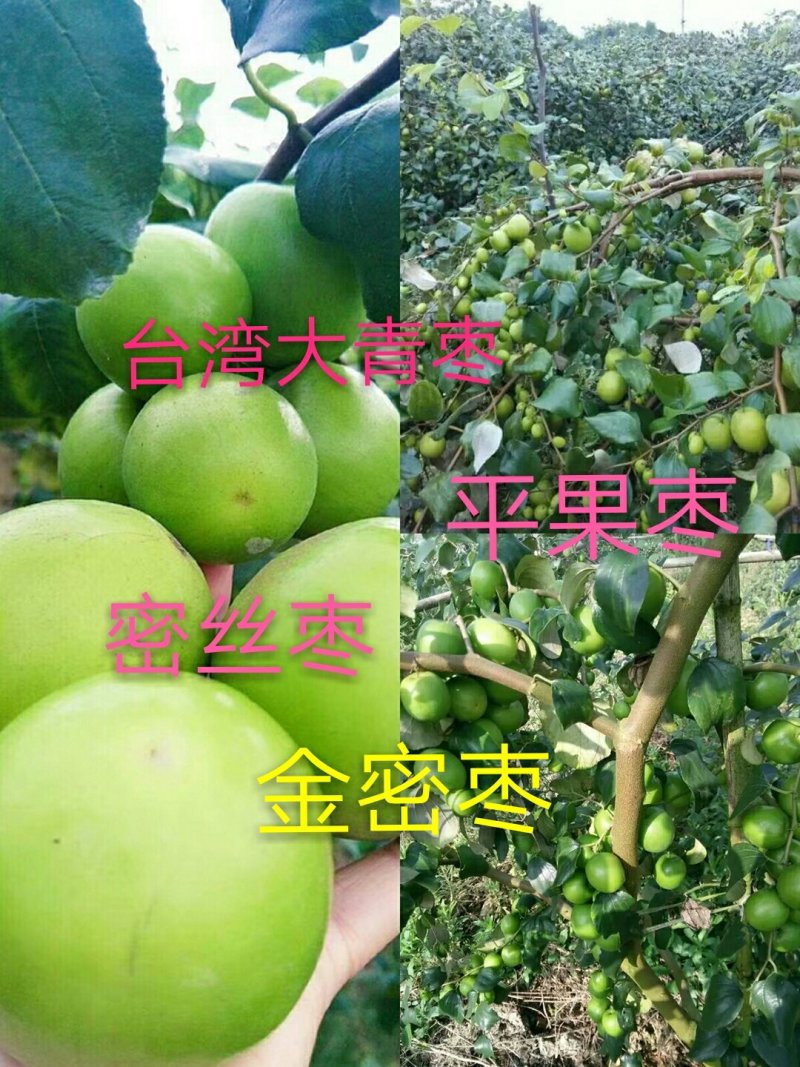 大青枣苗台湾大青枣苗南北方种植