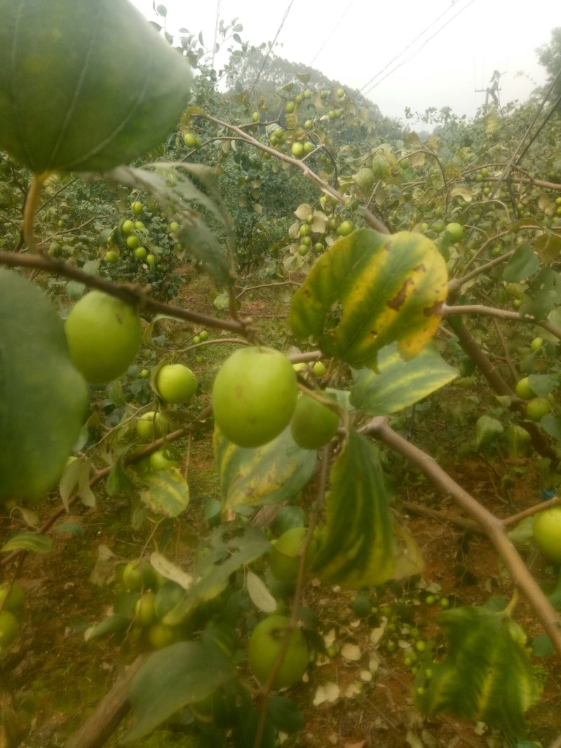 大青枣苗台湾大青枣苗南北方种植