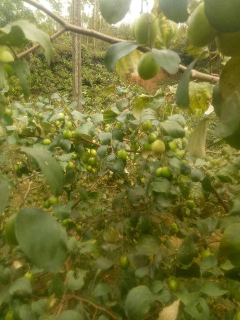大青枣苗台湾大青枣苗南北方种植