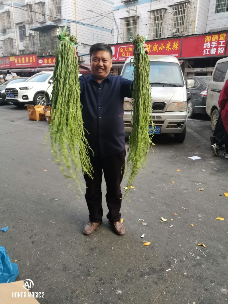 贡菜干响菜2024年云南贡菜干蔬菜干脱水蔬菜