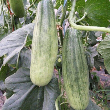 博洋619甜瓜苗羊角蜜甜瓜苗西州蜜甜瓜苗绿宝甜瓜苗