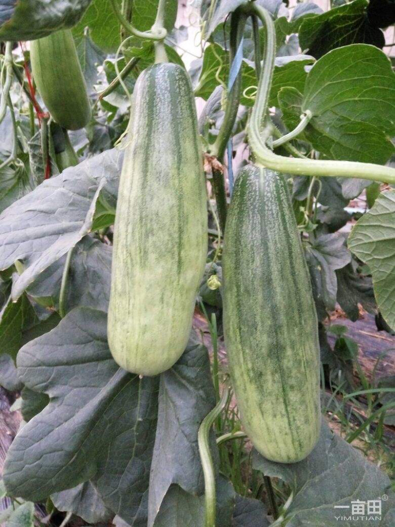 博洋619甜瓜苗羊角蜜甜瓜苗西州蜜甜瓜苗绿宝甜瓜苗