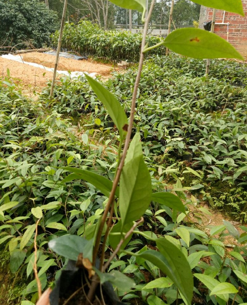 黑老虎苗布福那南北方种