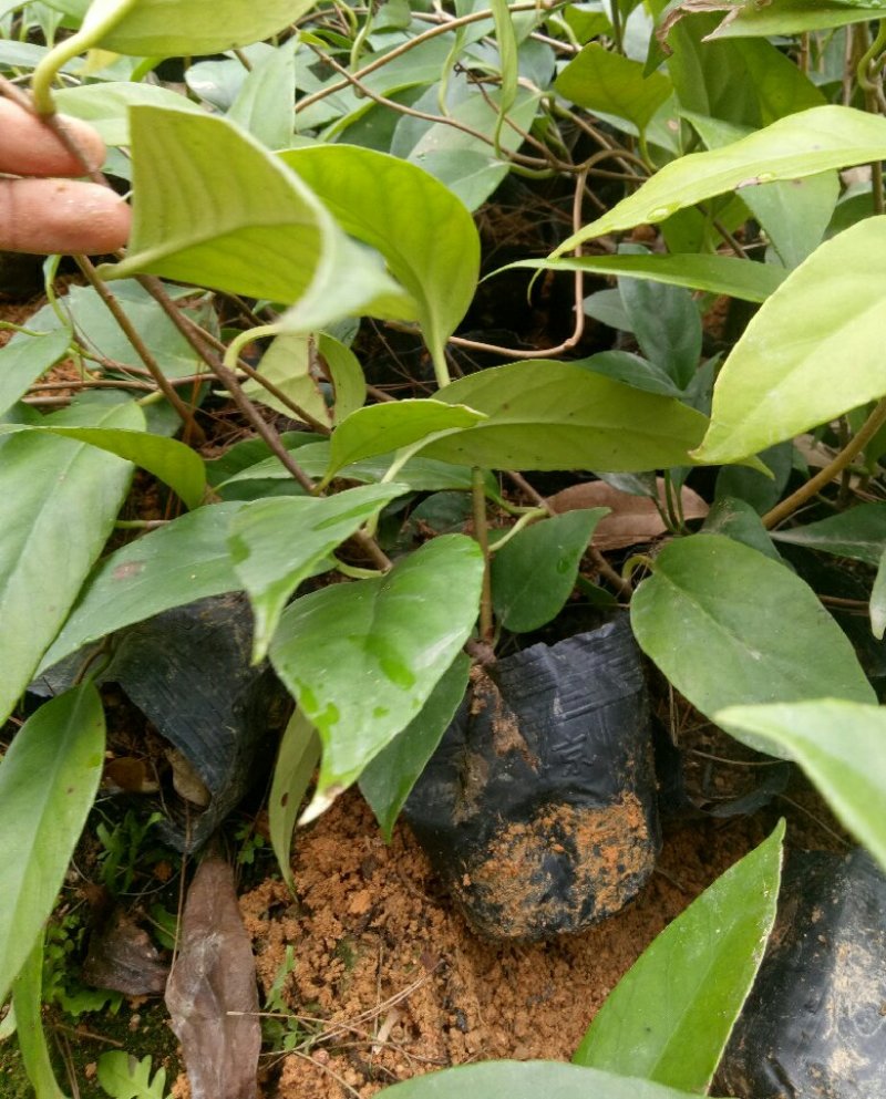 黑老虎苗布福那南北方种