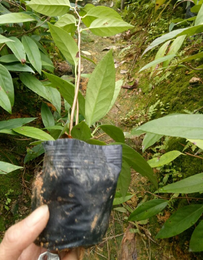 黑老虎苗布福那南北方种