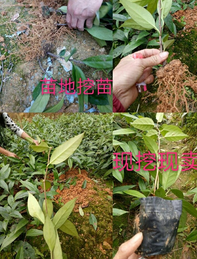 黑老虎苗布福那南北方种