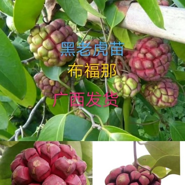 黑老虎苗布福那南北方种