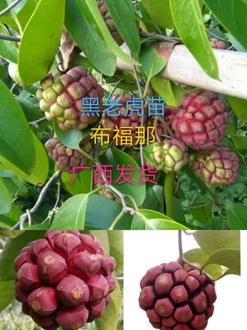 黑老虎苗布福那南北方种