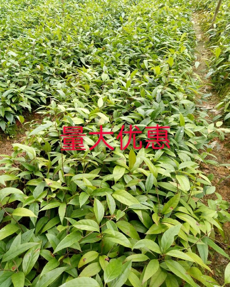 黑老虎苗布福那南北方种