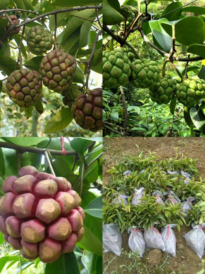 黑老虎苗布福那南北方种