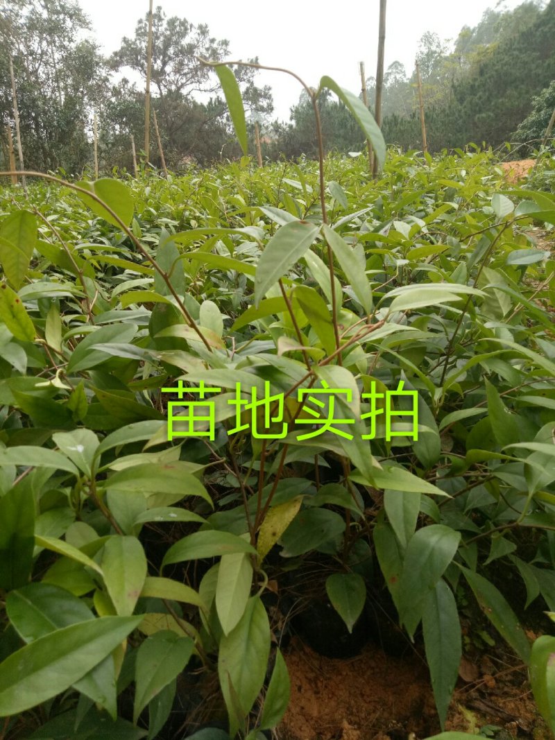 黑老虎苗布福那南北方种