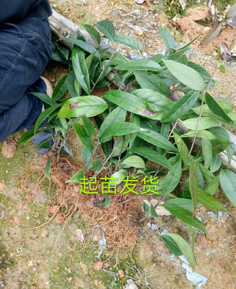 黑老虎苗布福那南北方种