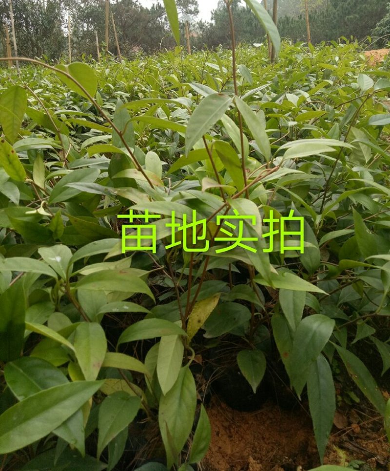 黑老虎苗布福那南北方种