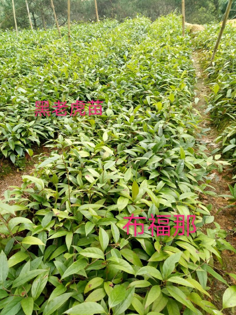 黑老虎苗布福那南北方种