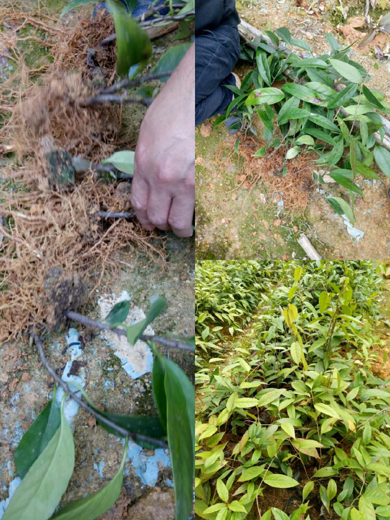 黑老虎苗布福那南北方种