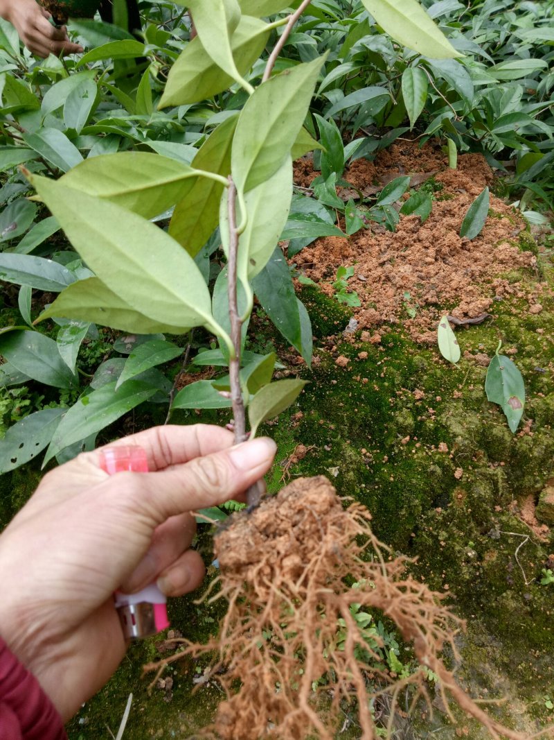 黑老虎苗布福那南北方种