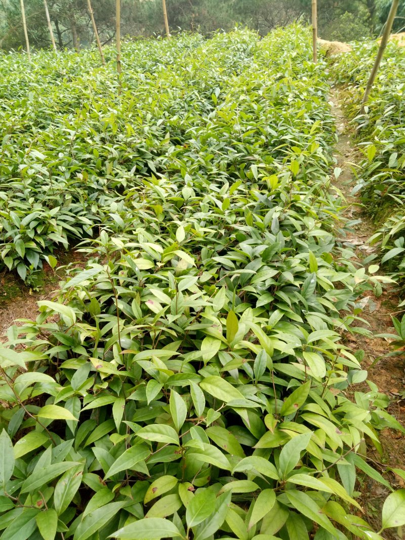 黑老虎苗布福那南北方种