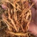 【优选】电商黄花菜地推电商用货