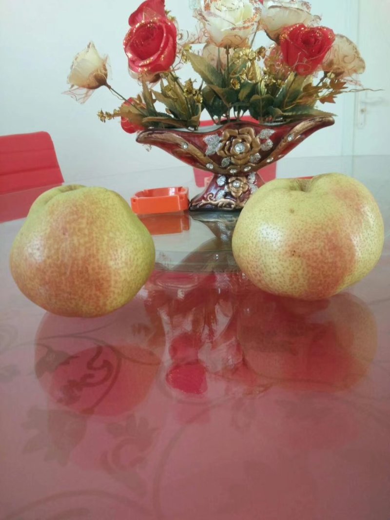 苹果梨内蒙古，自家果园，全部一级果品，河套苹果梨