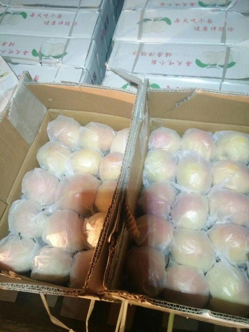 苹果梨内蒙古，自家果园，全部一级果品，河套苹果梨