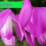 纯紫花三叉大白芨，白芨种苗，白芨苗，包教技术包成活。提供