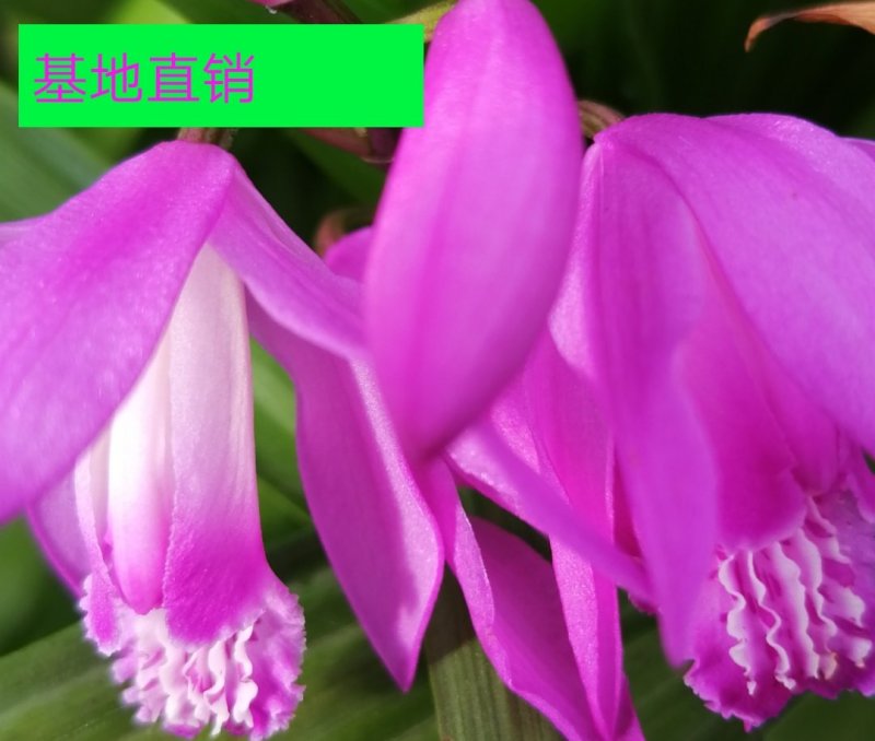 纯紫花三叉大白芨，白芨种苗，白芨苗，包教技术包成活。提供