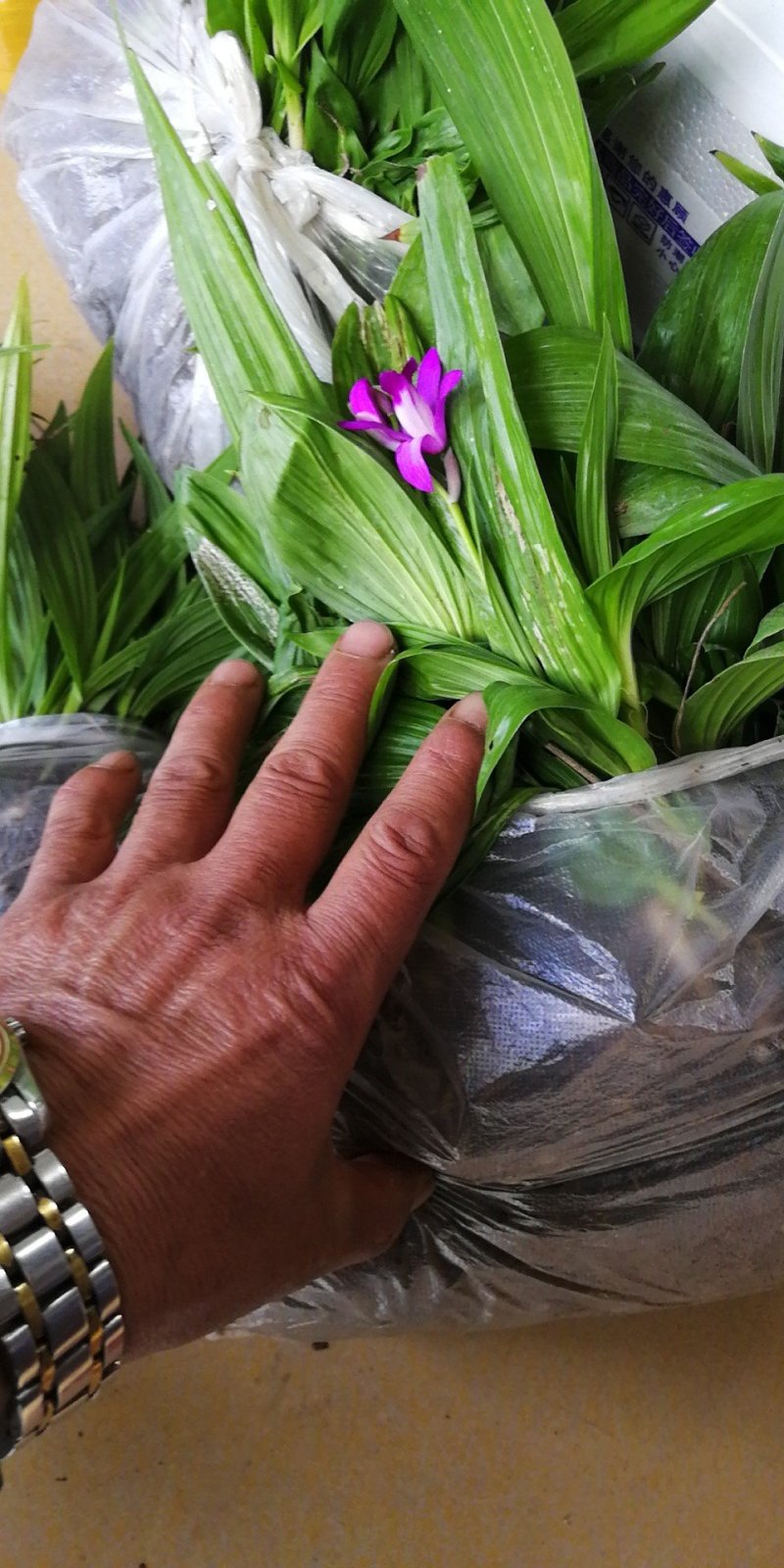 纯紫花三叉大白芨，白芨种苗，白芨苗，包教技术包成活。提供
