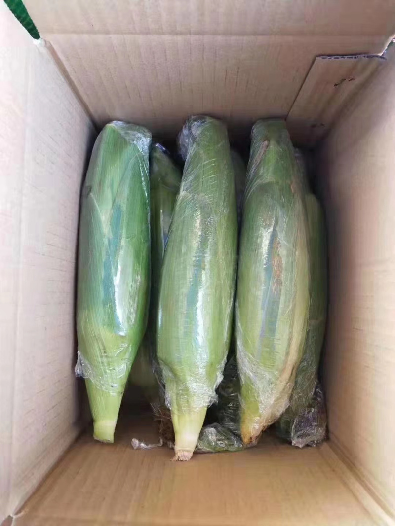 包邮云南新鲜玉米原产地直供支持一件代发