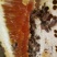 桃花源，深山农户万花之粉土蜂蜜，纯度高，易结晶。