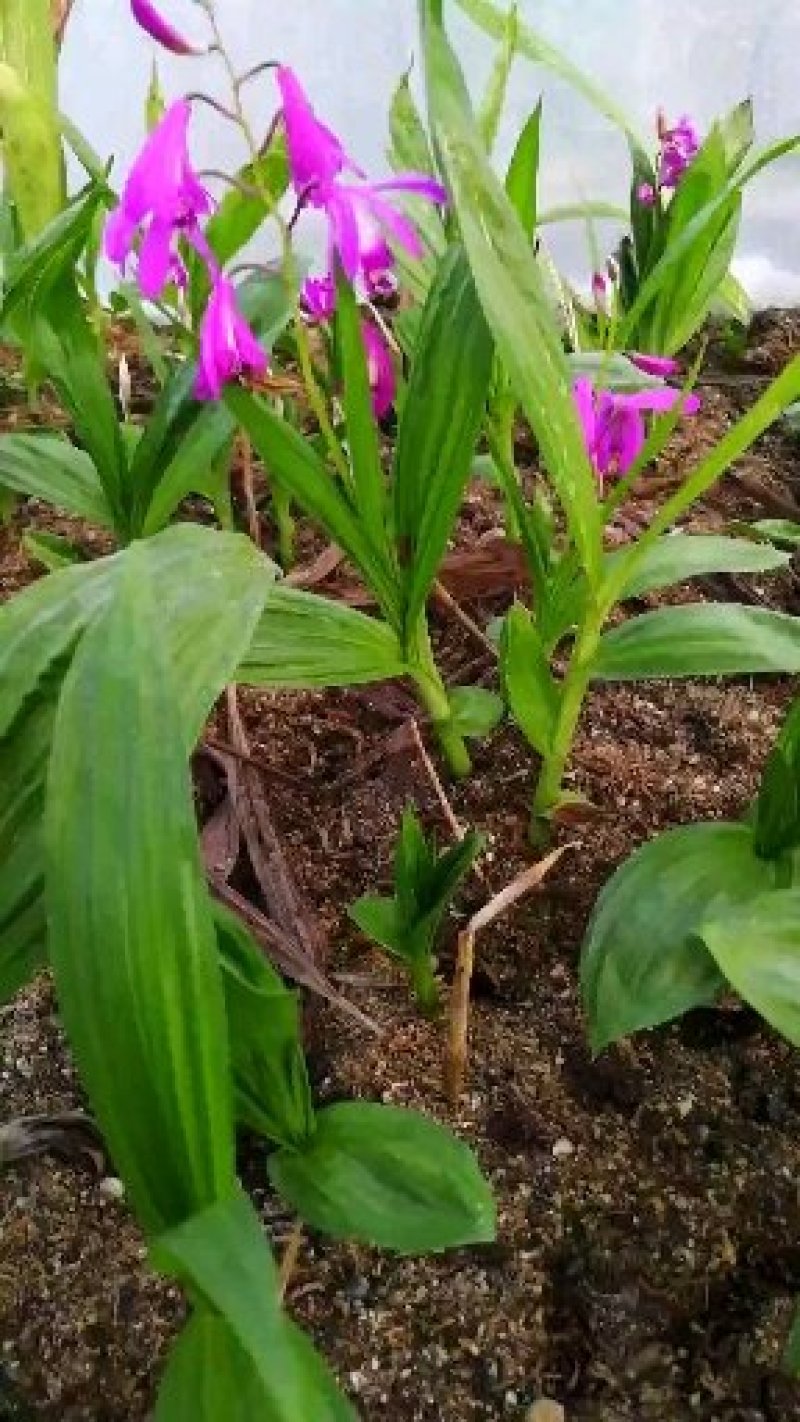 紫花三叉大白芨苗，白芨苗白芨种苗，包成活包教技术，欢迎广