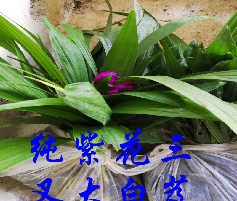 紫花三叉大白芨苗，白芨苗白芨种苗，包成活包教技术，欢迎广