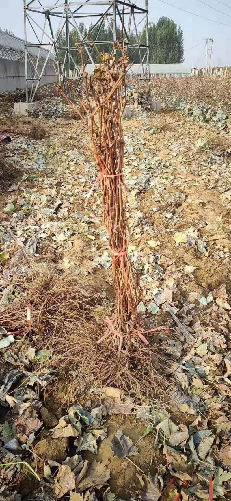 甜蜜蓝宝石葡萄苗海量供应包成活优质晚熟葡萄品种