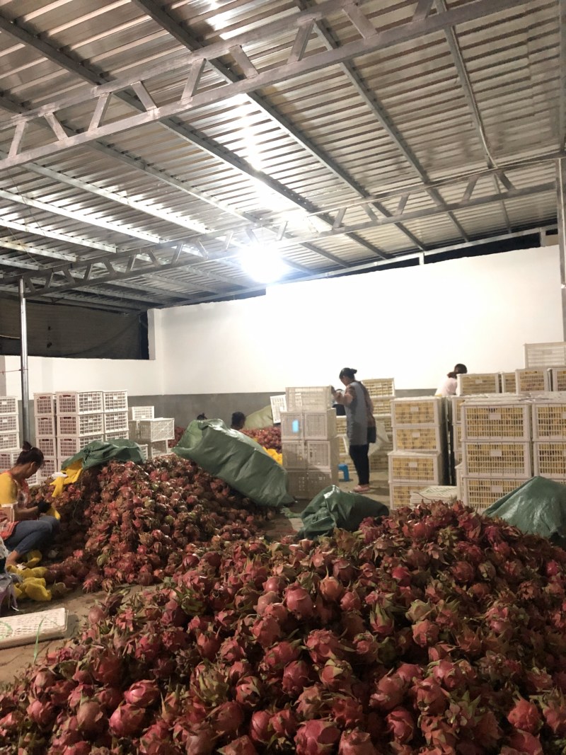 云南红心火龙果，诚信专业代发，大量有货价钱便宜。