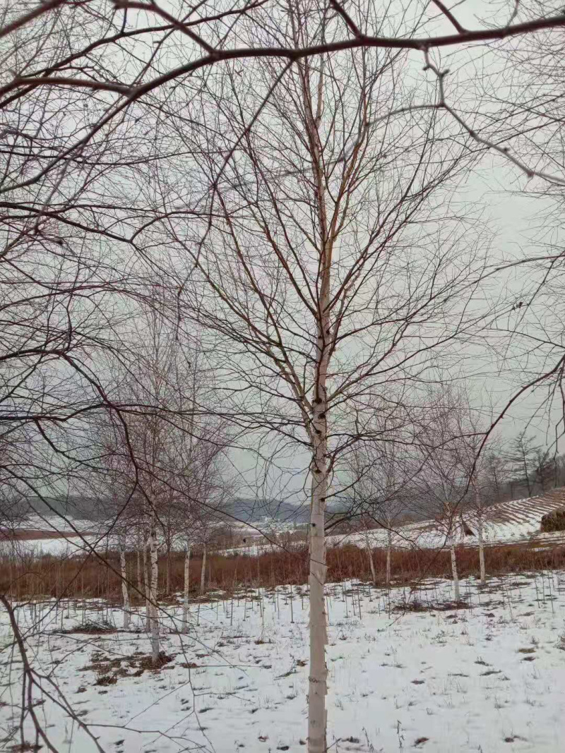 白桦树