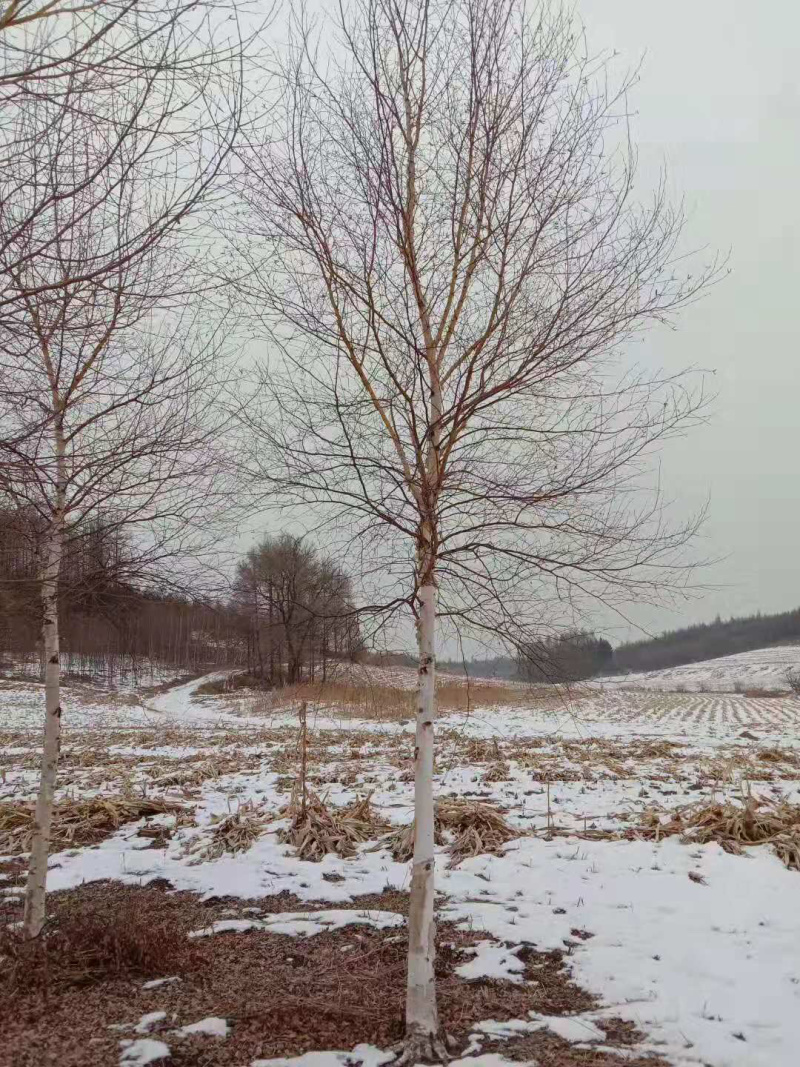 白桦树